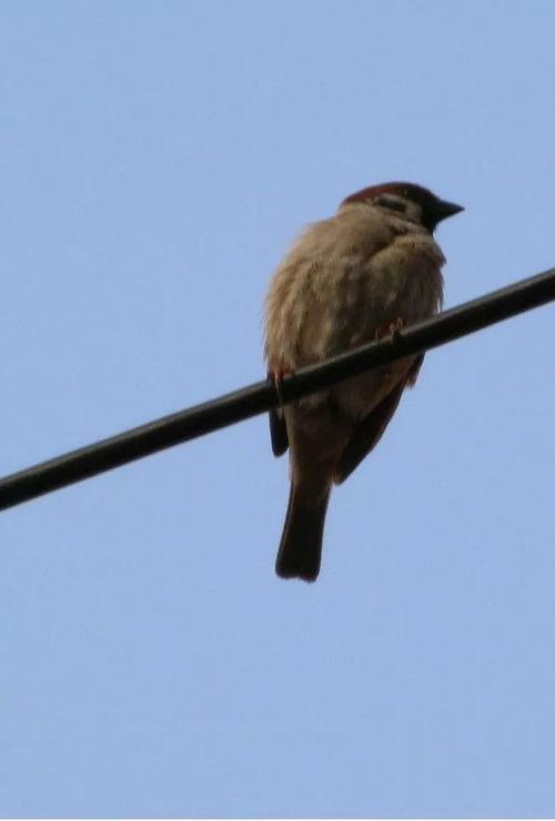 在线观看麻雀,揭秘网络影视的崛起与魅力 第2张 在线观看麻雀,揭秘网络影视的崛起与魅力 第2张